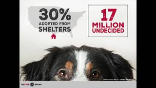 Writing Pet Bios + Using a Positive Marketing Approach for Animal Shelters