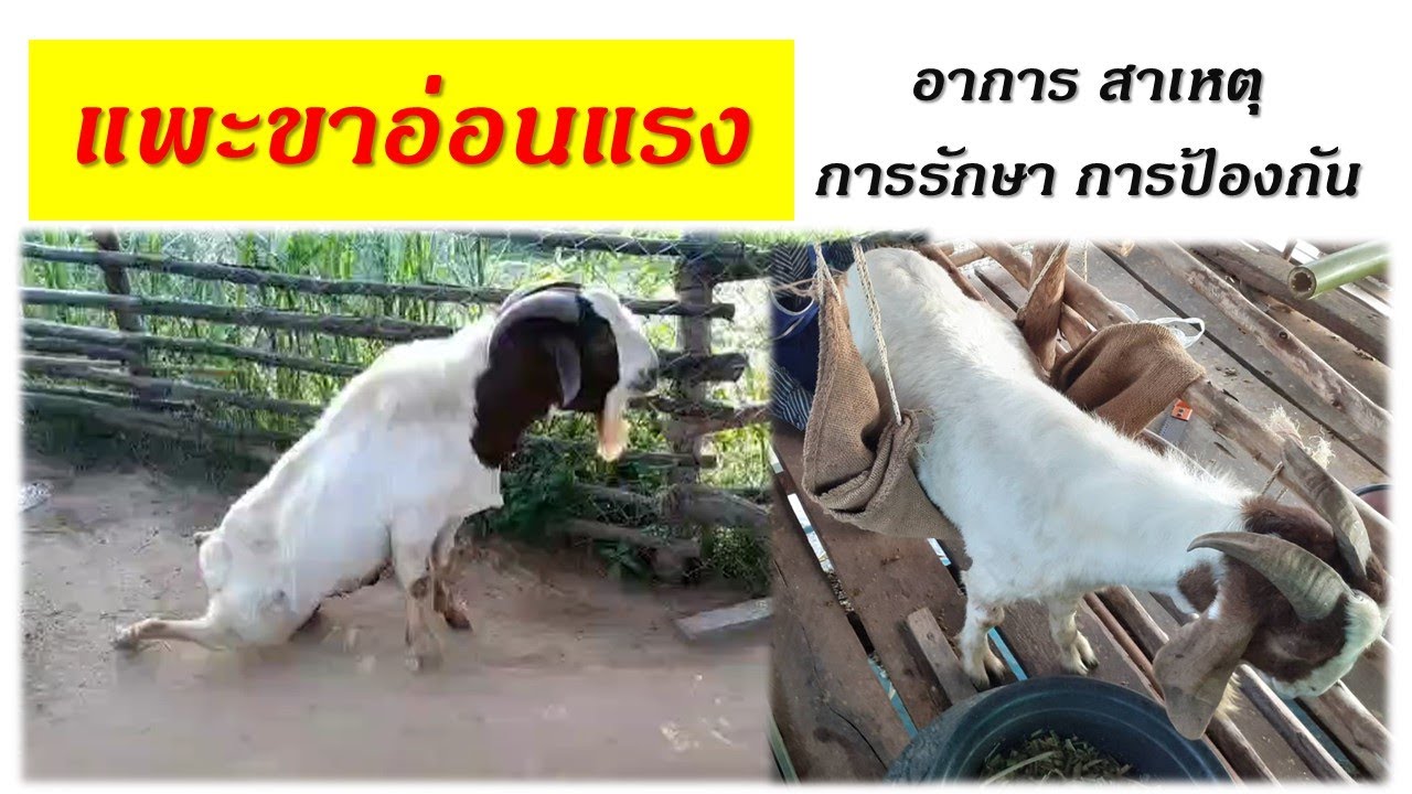 แพะขาอ่อนแรง อาการ สาเหตุ การรักษา การป้องกัน