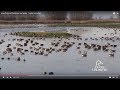 Importance of Wetlands and Water - Ducks Unlimited