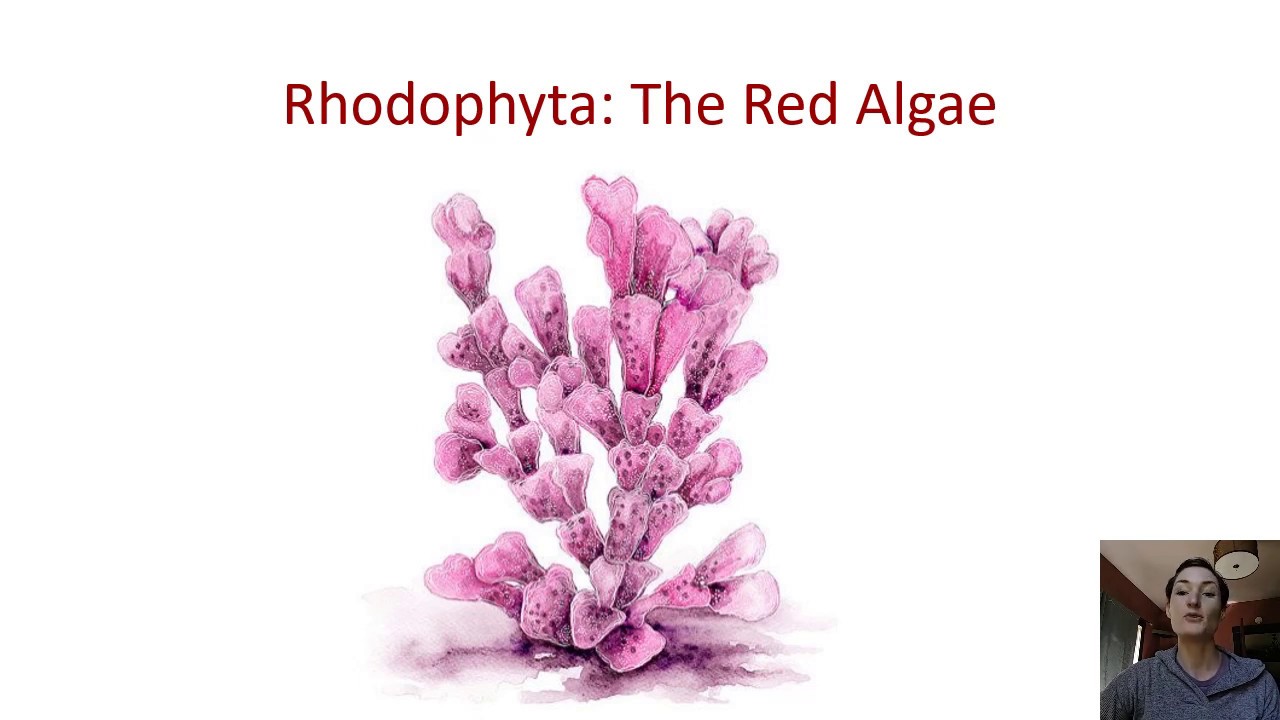 Descendants of Primary Endosymbiosis 2: Red Algae