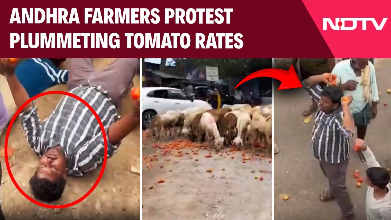 Andhra Pradesh News | Andhra Farmers Protest Plummeting Tomato Rates, Demand Fair Price
