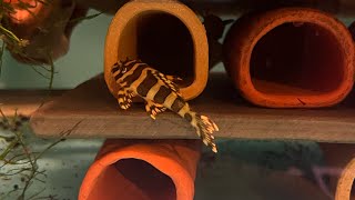 Download Lagu My L134 Leopard frog plecos spawned for the first time! (First look at the babies!)