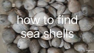 how to catch and find sea shells easily simple tips and tutorials