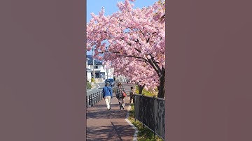 “🌸 You Won’t Believe How Beautiful Kyoto Really Is!” #kyoto #japan #explore #travel #viralshorts