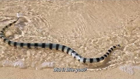 Survivor: 49 - Jake’s Medical Evacuation Part 1