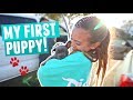 FINALLY GETTING MY PUPPY!! Cutest Blue French Bulldog Puppy Reaction