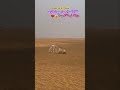 اكسبلور ترند مشهد لحوار قفز عند سماع صوت الرعد ردة فعل خوف عجيبه شاهدوا Foryou Funny Food F 