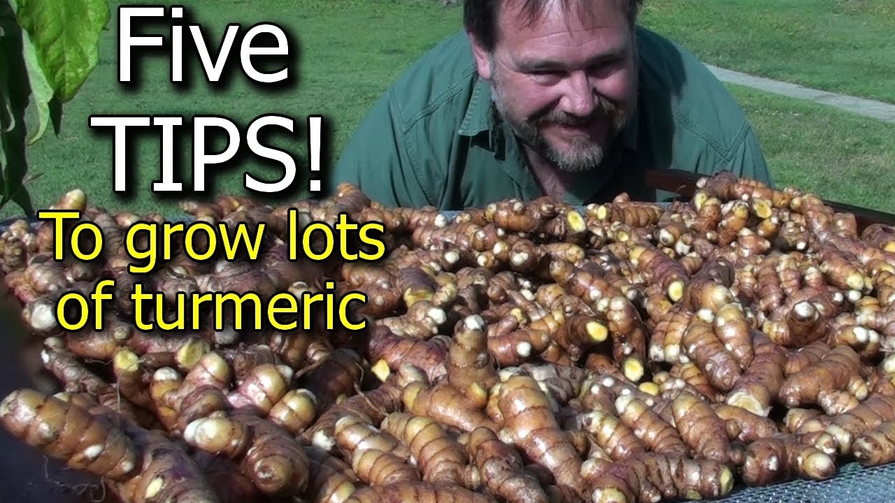 5 Tips How to Grow a Ton of Turmeric in Just Feet Garden Bed - YouTube