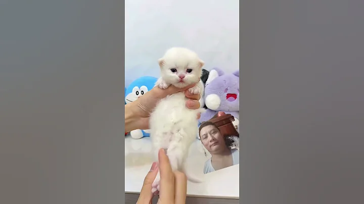 Video 11674581: kitten kitty pets meow, cat meow kitten pets, kitty kitten pet cute, kitten kitty pets funny