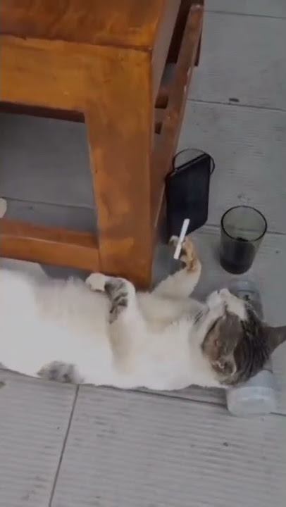 Story wa || lucu polosan mentahan kucing lagi tidur
