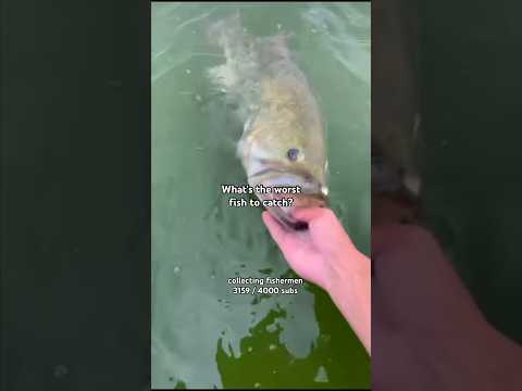 What is the worst fish to catch? #fishingshorts #fishingreels #fishing #fish #fishinglife #comment