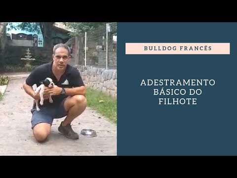 Vídeo: Como Treinar Buldogues Franceses