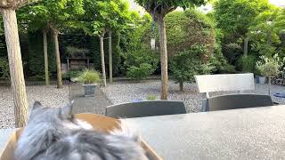 Midas looking at some birds by Midas The Persian Cat 76 views 1 year ago 1 minute, 45 seconds