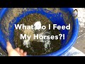 What Do I Feed My Horses?! |Updated 2020 + Another Horse!