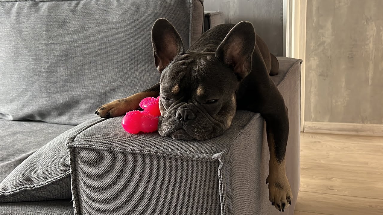 French bulldog playing with a vacuum cleaner | The dog really wants to go for a walk
