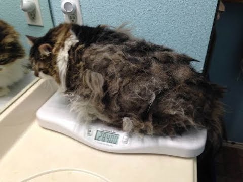 save the world They Surrendered This Cat To A Shelter Because Of Matted Fur