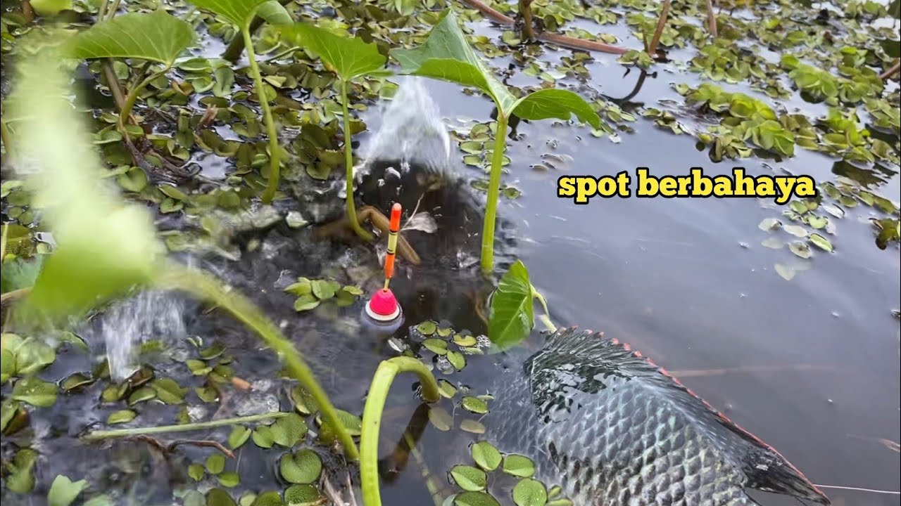 umpan baru nyemplung langsung disantap, luar biasa spot ini, hasil akhir nya sangat memuaskan