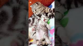 Cute Kittens❤️【178】#Shorts #Cutecat520 #Cat #Kittens #Pets #Babycat #Funnycats #Cutecat