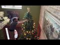 National Tree Company 12ft Dunhill Fir Review – The Ultimate Giant Christmas Tree!