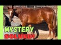 ~Genetic testing my $25 Auction Horse~