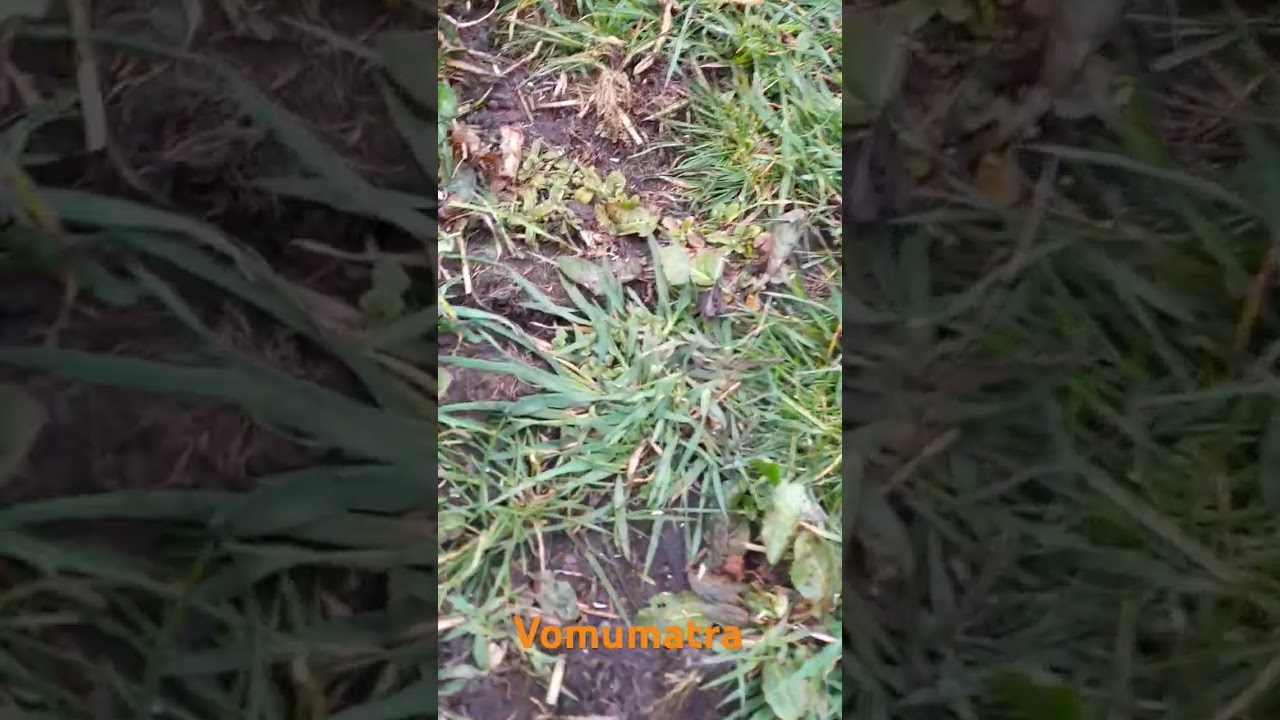 Vomumatra doorzaaimachine 3m. grasland doorzaai.