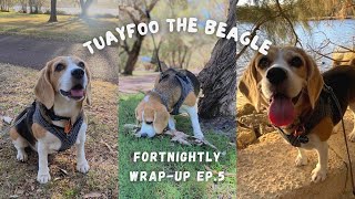 Tuayfoo fortnightly wrap up Ep.5 | ถ้วยฟู | Beagle in Perth