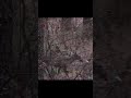 Small Spike Buck Peaking walking through the Pines. #shorts