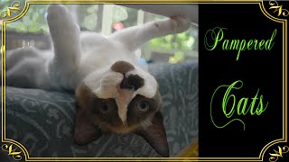 Pampered Paws: Unwinding in the Catio Spa - A Feline’s Guide to Relaxation 😻 by Our Catio Home 375 views 6 months ago 2 minutes, 14 seconds
