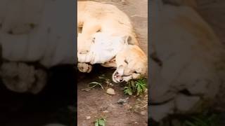 Dogo Argentino Cazando A Un Puma 🦮