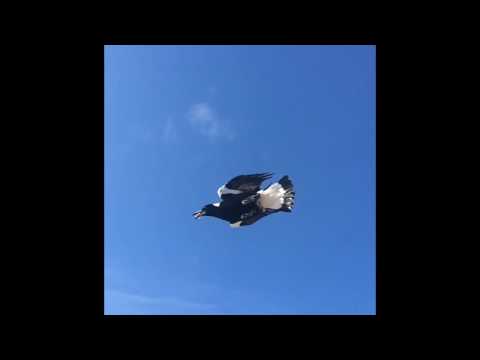 Amazing Magpie catching food in mid flight