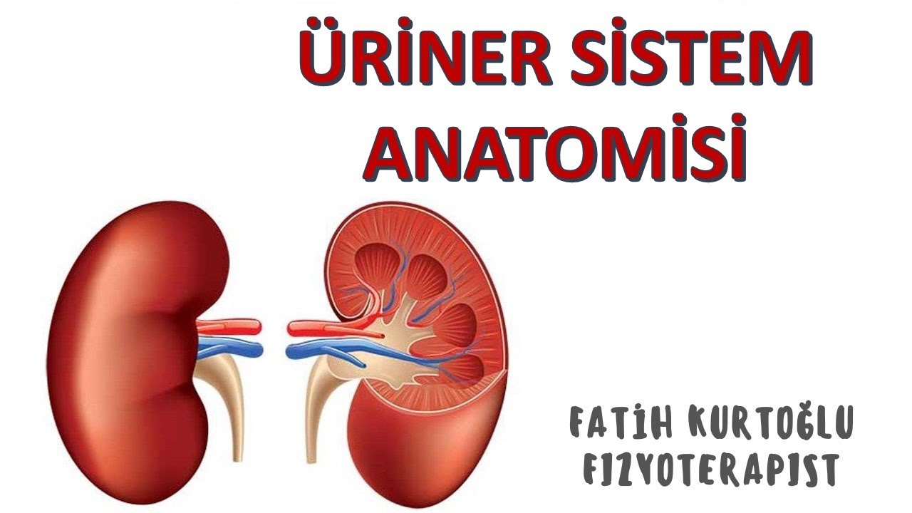 Üriner Sistem | ANATOMİ SİSTEMLER KONU ANLATIMI -1 |  önlisans-lisans