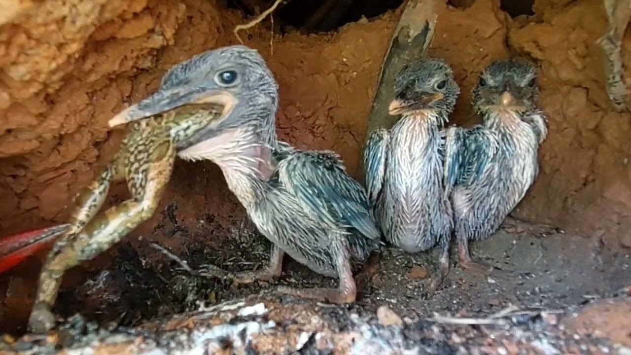 RANGKUMAN SEPAK TERJANG MENGERIKAN  BABY TENGKEK MENUNDUKAN  MAKANAN BESAR