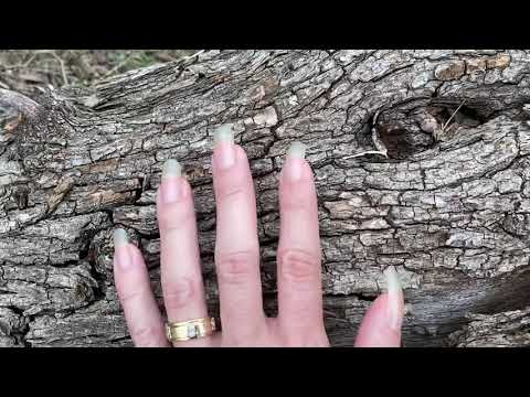 Strong Long Natural Nails Scratch Wood Log and Peel Bark - WOW!