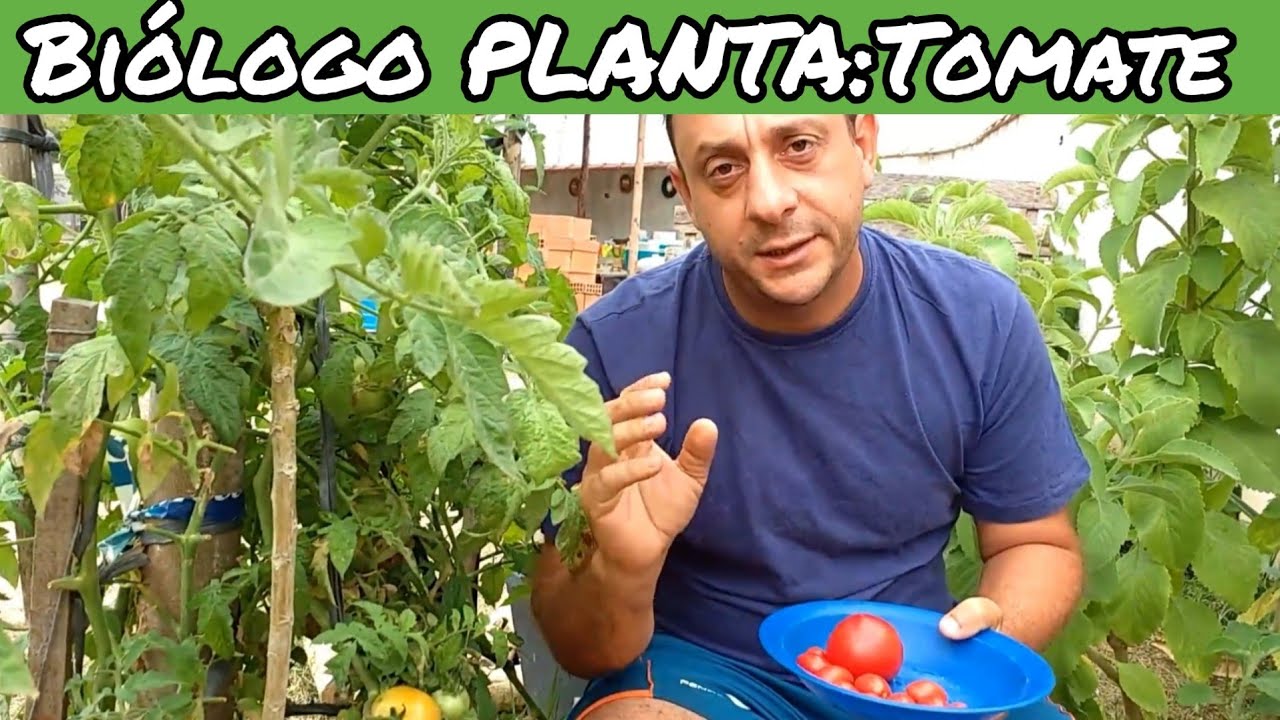 Biólogo PLANTA: Tomate