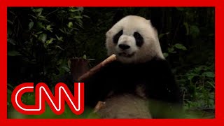 US-China tensions mean you may not be able to see a panda in the US