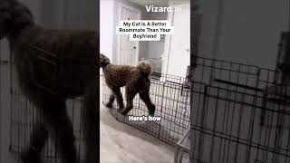 #animalencounter #shorts #shortvideo #childhoodjoy FAHHHH !!!! #roblox #animals #cute
