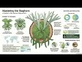 Platycerium care guide - Mastering the Staghorn Fern