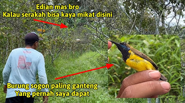 Burung Sogon || Edian Mas Bro Kayak Gini Gampangnya Mikat Burung Sogon ‼️