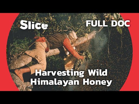 Raji: The Honey Hunters documentary thumbnail