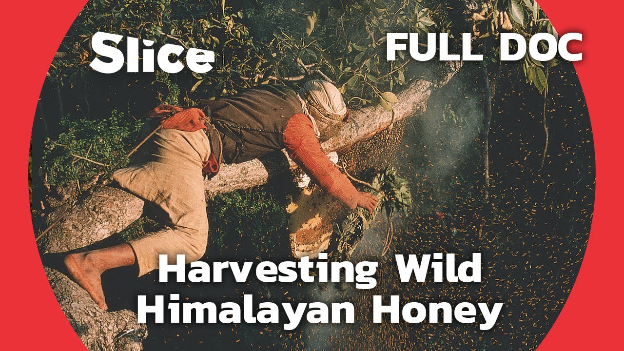 Raji: The Honey Hunters