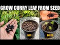 Right way to grow curry leaf plant  seed to harvest