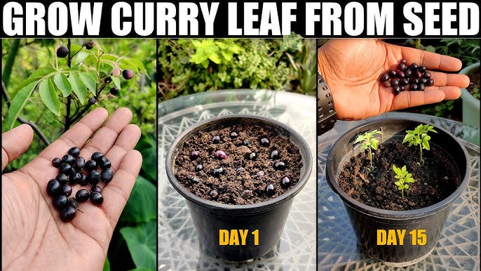 Container Gardening With Curry Leaf Plants: Urban Oasis