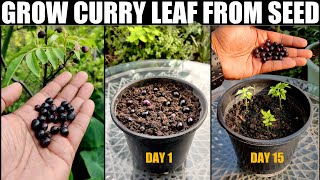 Right Way To Grow Curry Leaf Plant | SEED TO HARVEST