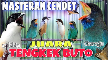 MASTERAN CENDET JUARA FULL TEMBAKAN PANJANG TENGKEK BUTO WERKUDORO RAHASIA CETAK TEMBAKAN PANJANG²