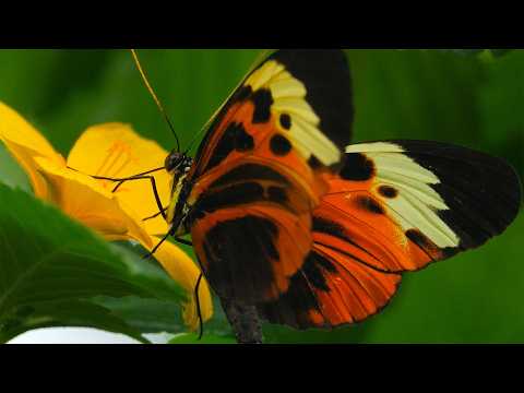Tropical Butterflies in Michigan
