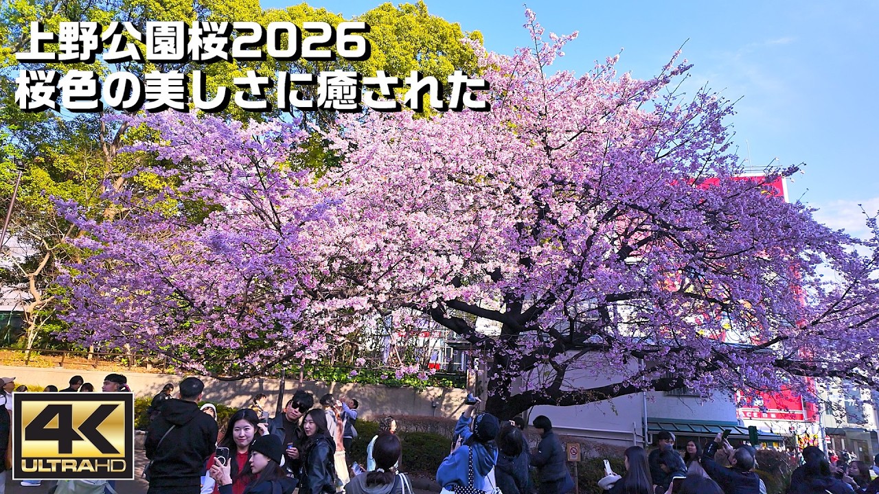 上野公園桜2026 桜色の美しさに癒された