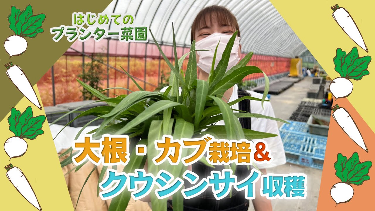 はじめてのプランター菜園 大根 カブ栽培 クウシンサイ収穫 Youtube