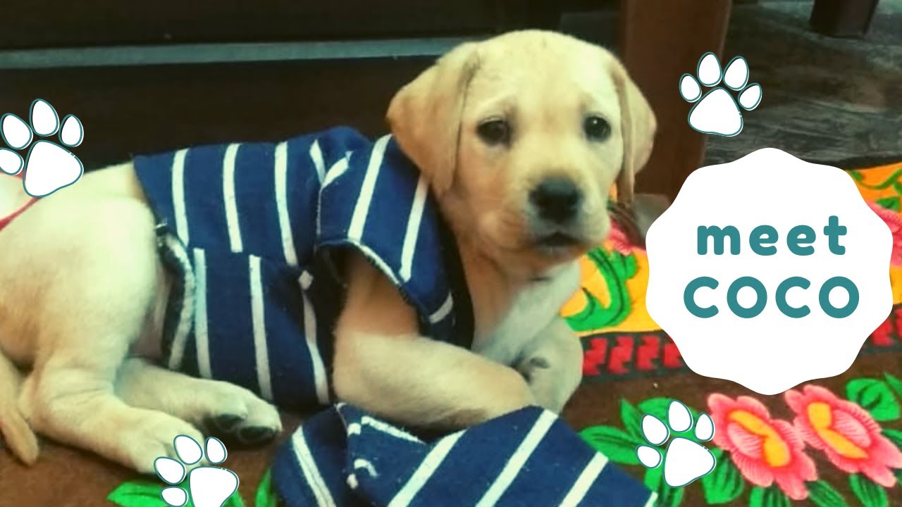 Coco the Labrador first time owner Labrador Puppy Videos Cute