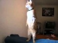 Standing Cat Funny