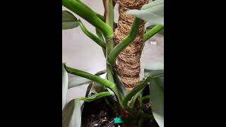 Try This for Large Philodendron Leaves